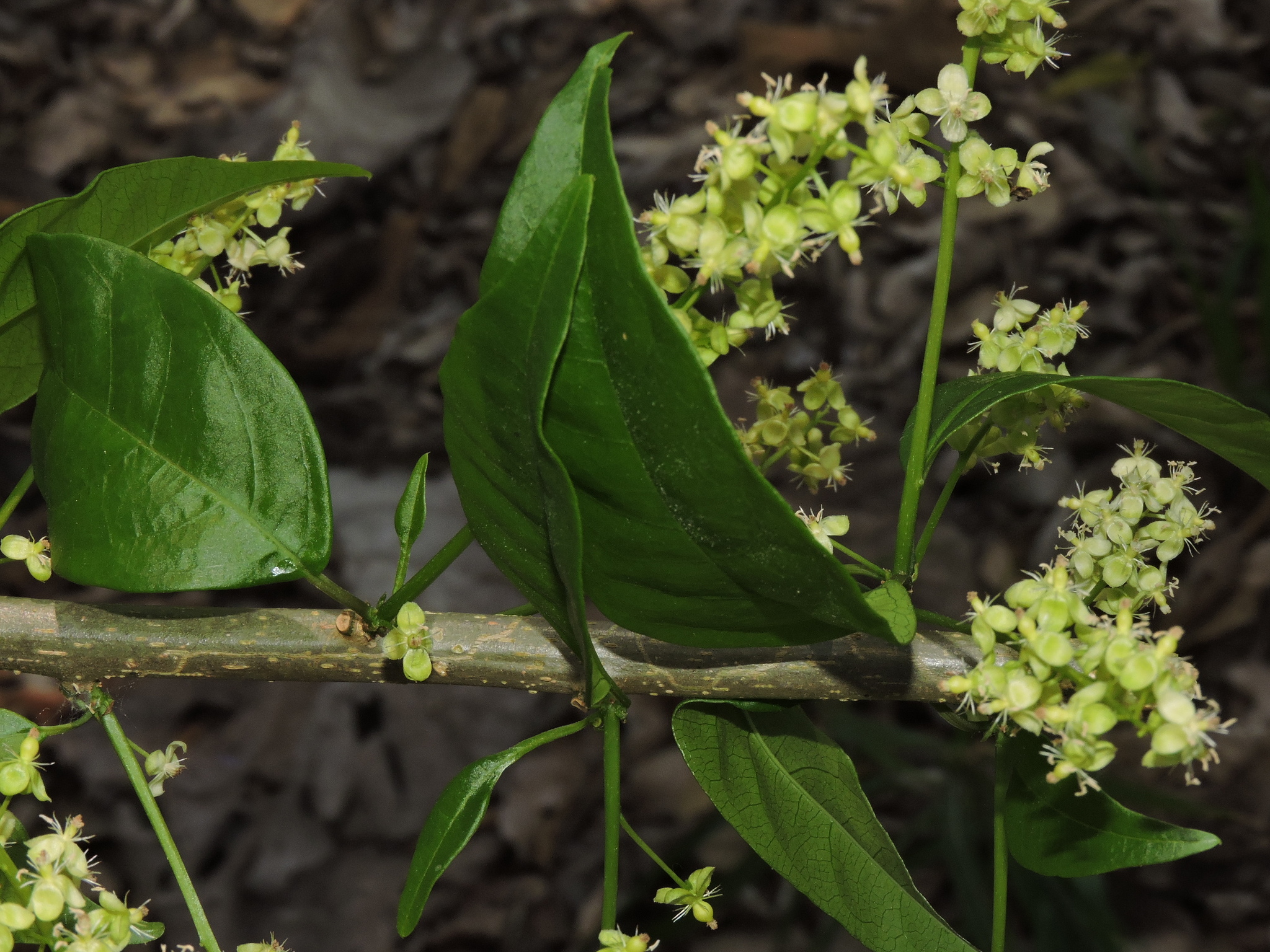 Trichostigma