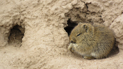 Shipton's Mountain Cavy (Microcavia shiptoni) — Least Concern Mammalia
