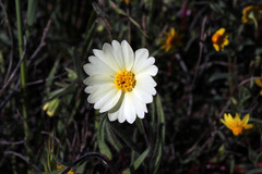 Layia glandulosa