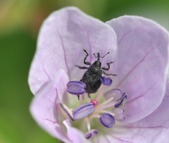 Zacladus geranii