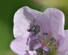 Zacladus geranii