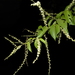 Gouania lupuloides - Photo (c) Reinaldo Aguilar,  זכויות יוצרים חלקיות (CC BY-NC-SA)