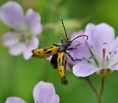 Brachyta interrogationis