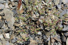 Saponaria orientalis