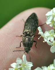 Actenicerus siaelandicus