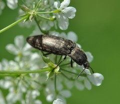 Actenicerus siaelandicus