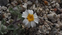 Eriophyllum wallacei rubellum