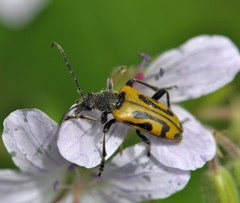 Brachyta interrogationis