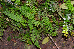 Adiantum diaphanum
