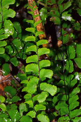 Adiantum diaphanum