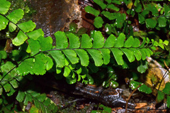 Adiantum diaphanum