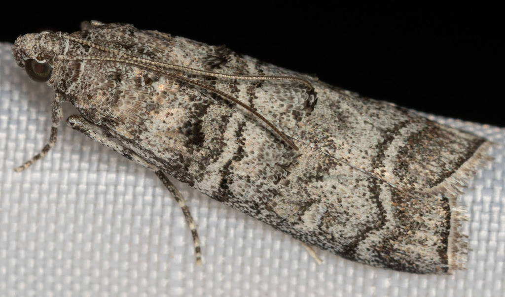 Dioryctria muricativorella