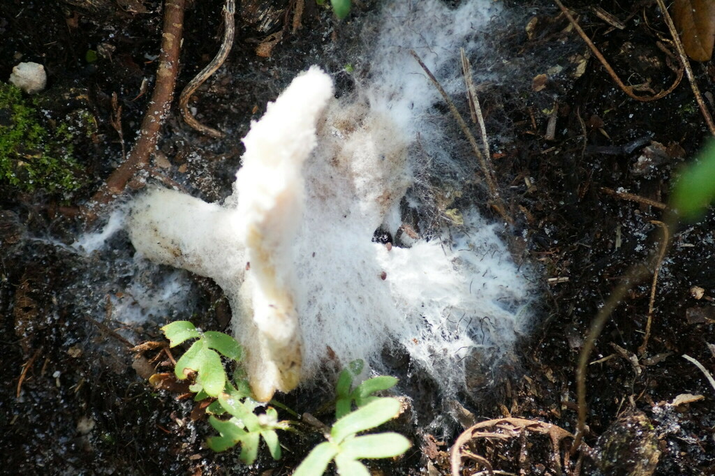 Fungi Including Lichens from Kendall Indian Hammocks Park, FL, USA on