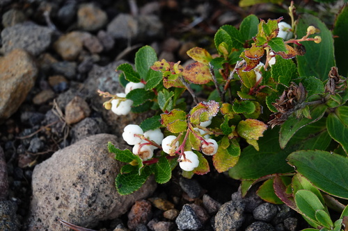 Image of Gaultheria pyroloides by (c) Jerome Ko, some rights reserved (CC BY)