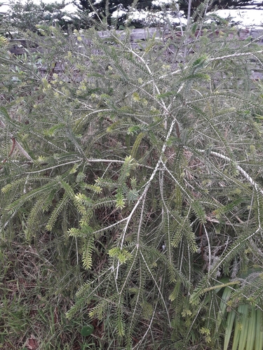 Image of Melaleuca howeana by (c) naturewatchwidow, some rights reserved (CC BY)