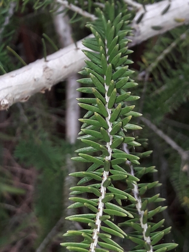 Image of Melaleuca howeana by (c) naturewatchwidow, some rights reserved (CC BY)
