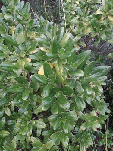 Image of Coprosma prisca by (c) naturewatchwidow, some rights reserved (CC BY)