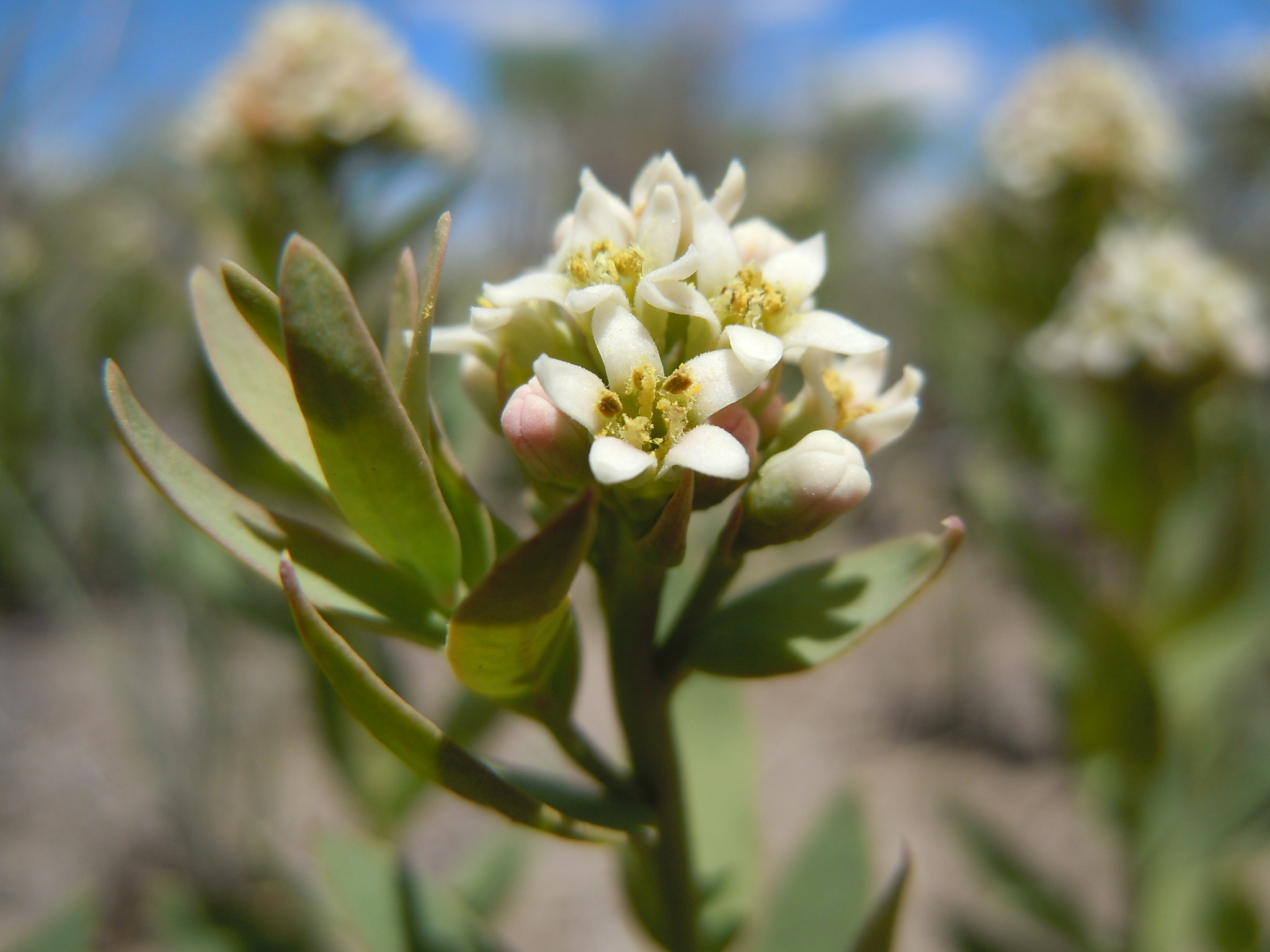 Comandra umbellata ssp. umbellata