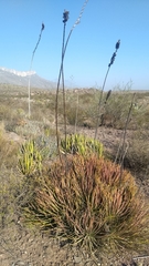 Agave striata striata