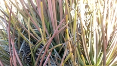 Agave striata striata