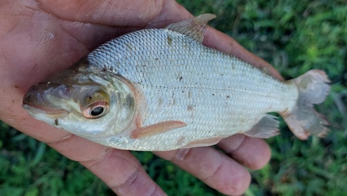 Prochilodus mariae