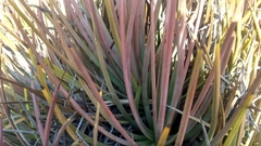 Agave striata striata