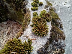 Orthotrichum diaphanum