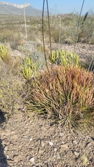 Agave striata striata