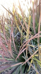 Agave striata striata