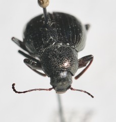 Meracantha contracta