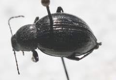 Meracantha contracta