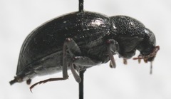Meracantha contracta