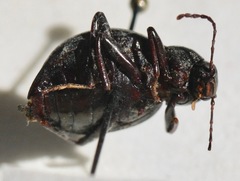Meracantha contracta