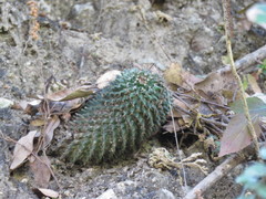 Mammillaria karwinskiana