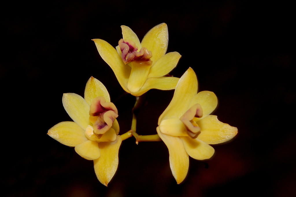 Dendrobium sarcochilus Finet 3