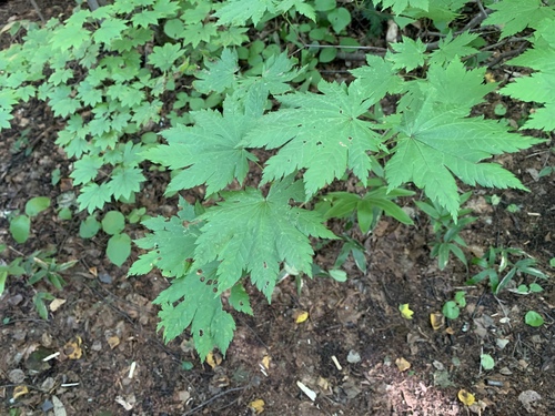 Acer japonicum