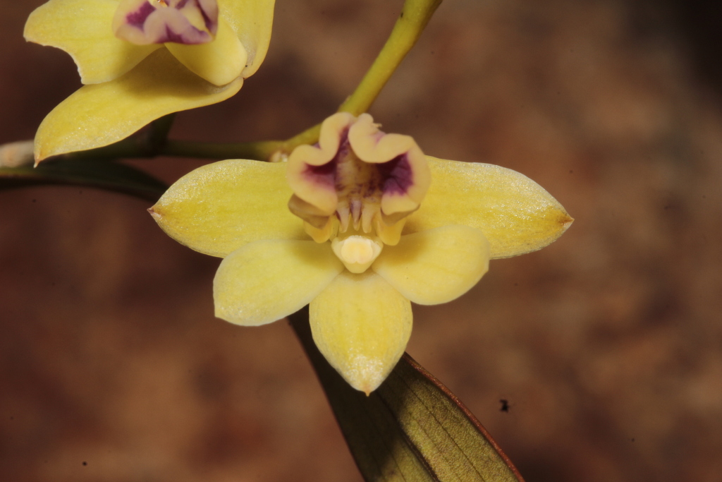 Dendrobium sarcochilus Finet