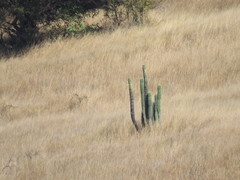 Stenocereus treleasei