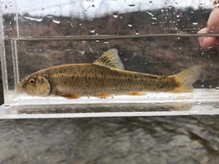 Campostoma oligolepis