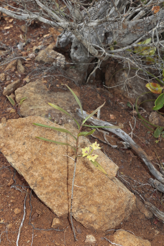 Dendrobium sarcochilus Finet 2