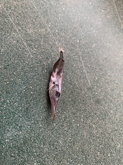 Macroramphosus