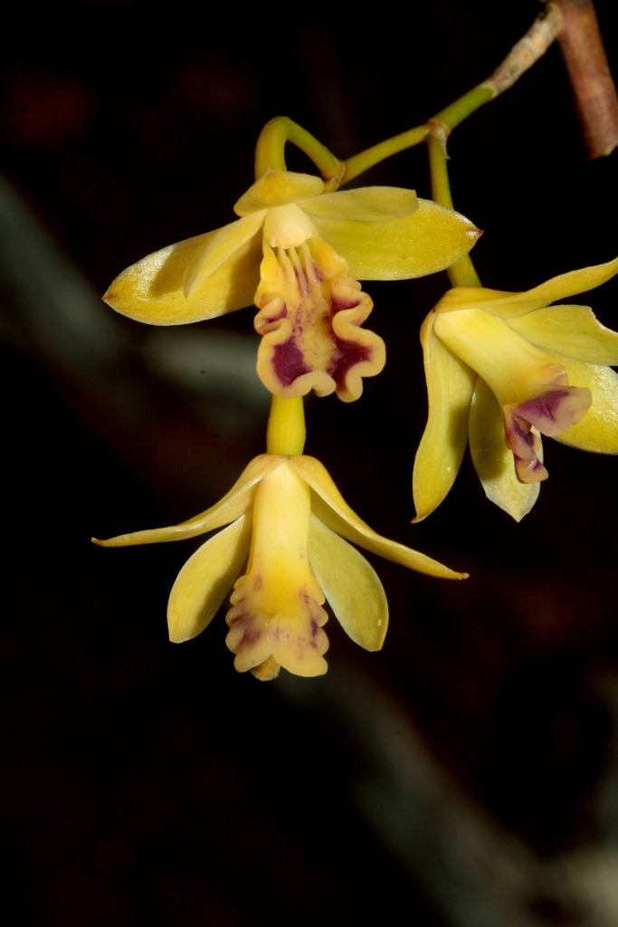 Dendrobium sarcochilus Finet 4