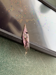 Macroramphosus