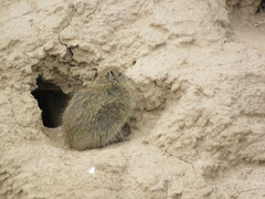 Shipton's Mountain Cavy photo 3