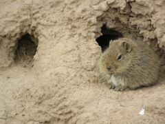 Shipton's Mountain Cavy photo 2