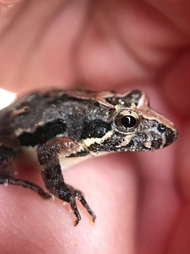 Southern Cricket Frog