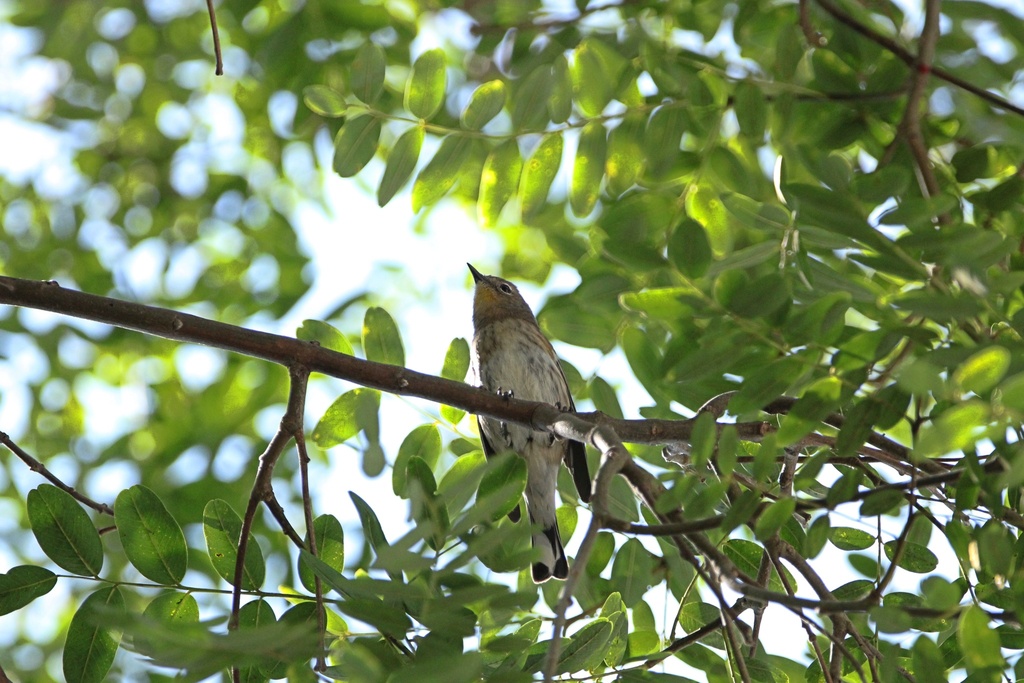 Yellowrumped Warbler from Kearny Mesa, San Diego, CA, USA on September