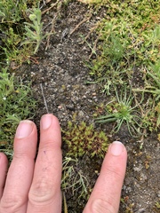 Loeflingia squarrosa