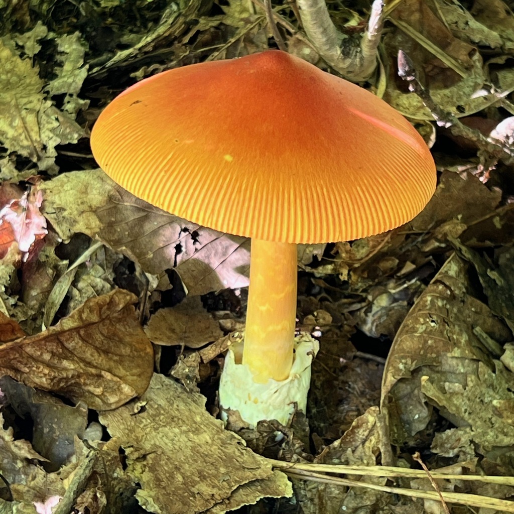 Amanita caesareoides · September 2023 · photo: © hirokiit (iNaturalist, cc-by)