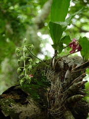 Catasetum